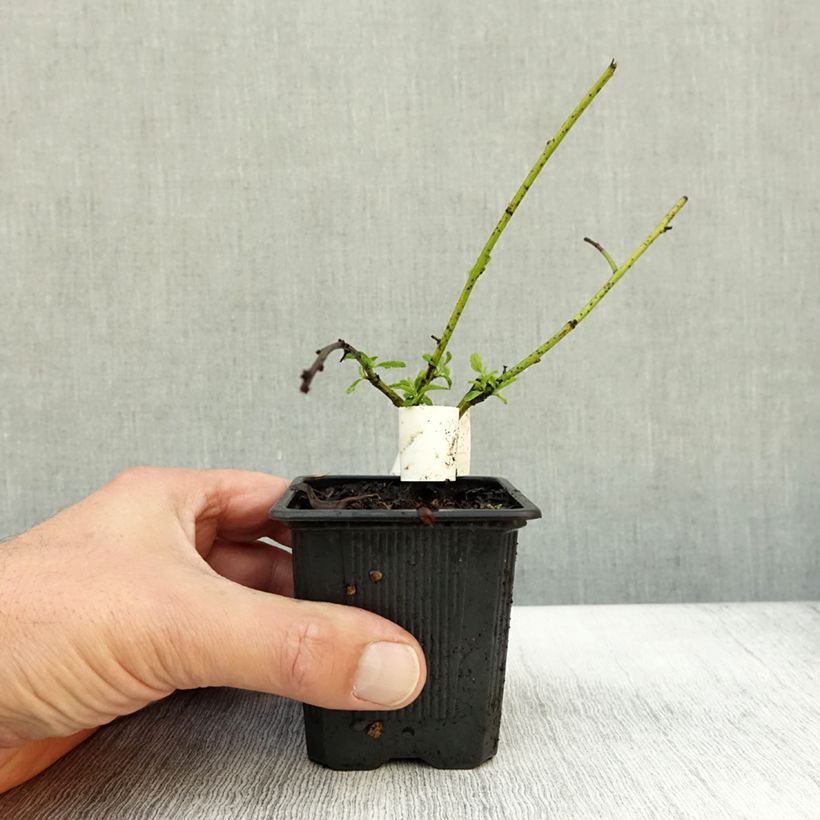 Esimerkki syksyllä toimitetusta Sinipensas Repens 8/9 cm taimiruukku-taimesta