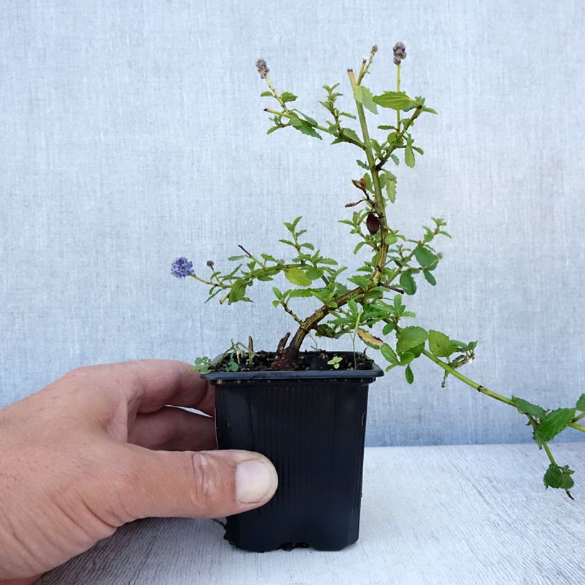 Esimerkki kesällä toimitetusta Sinipensas Repens Taimiruukku 8/9 cm-taimesta