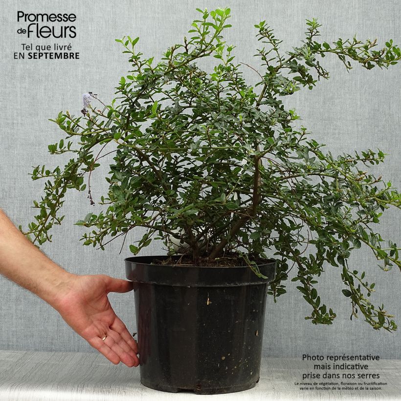 Esimerkki syksyllä toimitetusta Sinipensas Repens 7,5 litran / 10 litran ruukku-taimesta