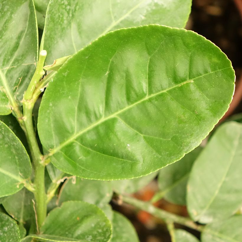 Sukaattisitruuna - Citrus medica (Lehvistö)