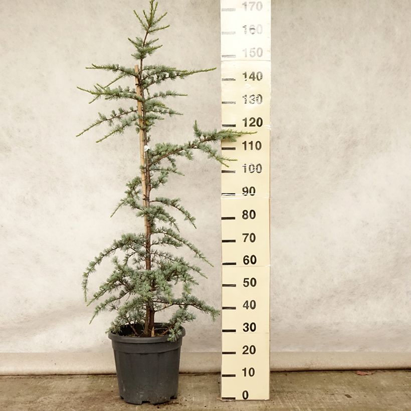 Esimerkki kesällä toimitetusta Libanoninseetri Glauca Pot de 7,5L/10L-taimesta