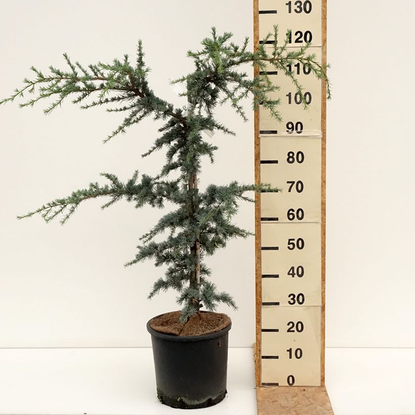Esimerkki kesällä toimitetusta Libanoninseetri Horstmanns Silberspitz Ruukku 12L / 15L-taimesta