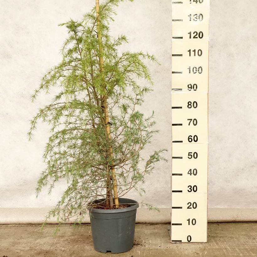 Esimerkki kesällä toimitetusta Himalajansetri - Cedrus deodara Ruukku 12L / 15L-taimesta