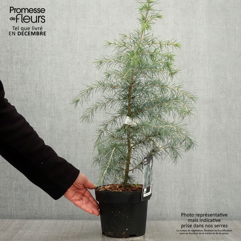 Esimerkki syksyllä toimitetusta Himalajansetri - Cedrus deodara 3 litran/4 litran ruukku-taimesta