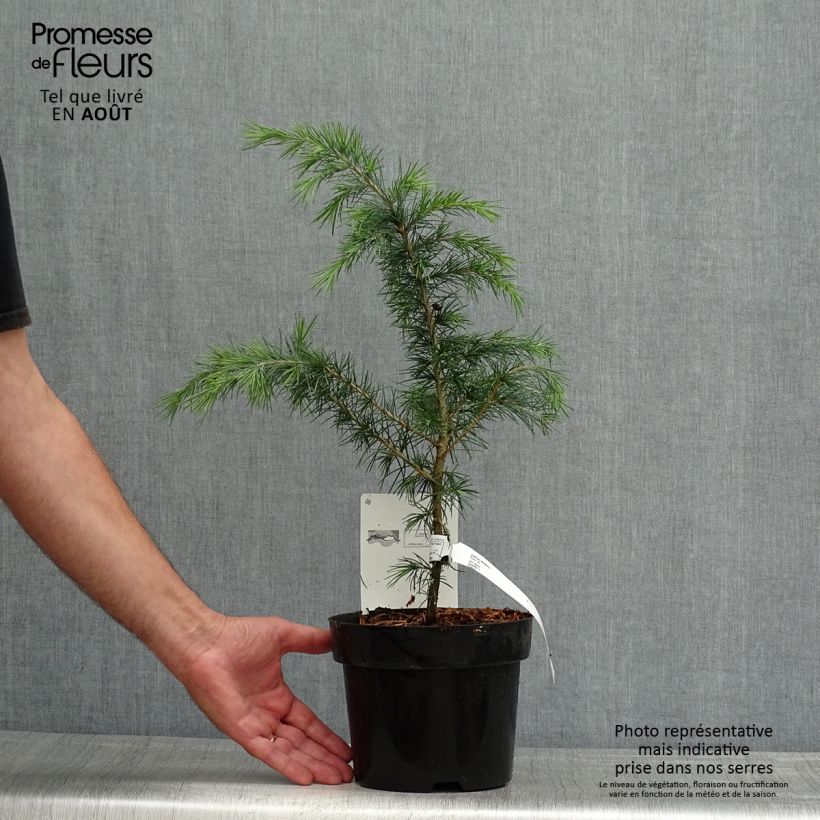 Esimerkki kesällä toimitetusta Himalajansetri - Cedrus deodara Ruukku 3L / 4L-taimesta