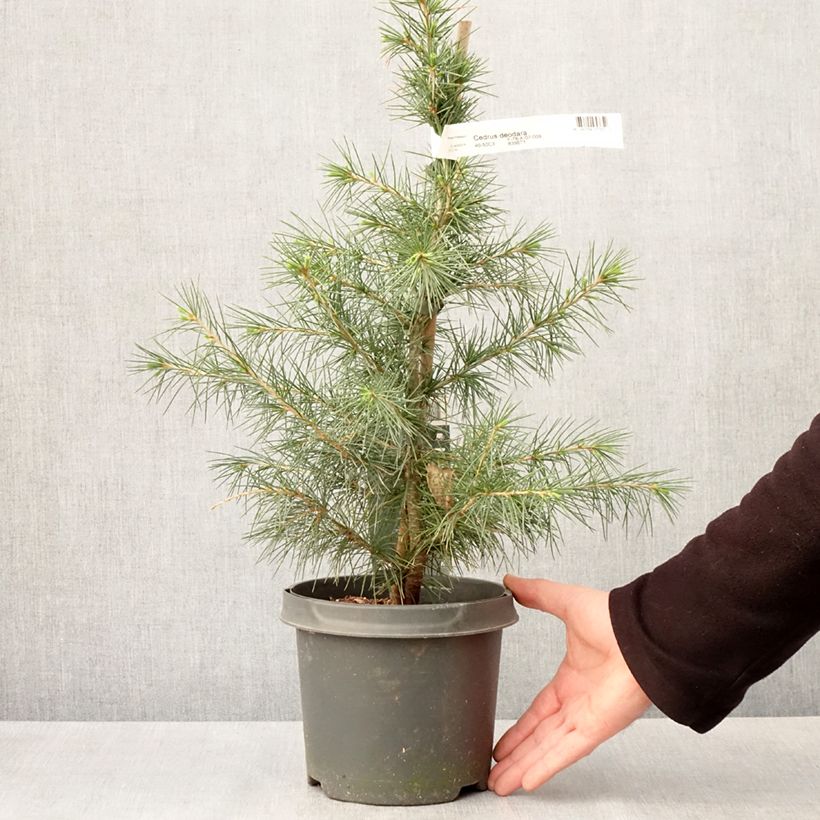 Esimerkki keväällä toimitetusta Cèdre de l'Himalaya - Cedrus deodara Pot de 3L/4L-taimesta