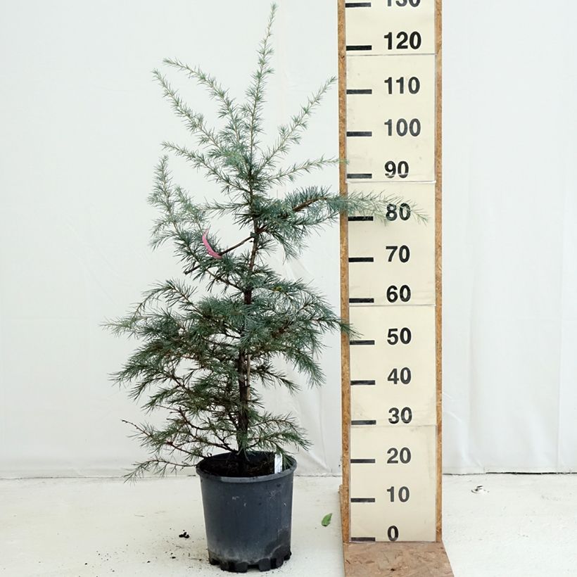 Esimerkki syksyllä toimitetusta Himalajansetri Pendula 4 litran/5 litran ruukku-taimesta