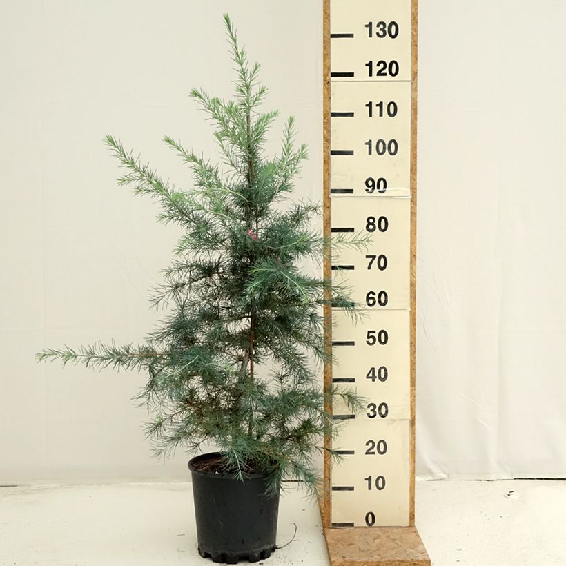 Esimerkki kesällä toimitetusta Himalajansetri Pendula Pot de 7,5L/10L-taimesta