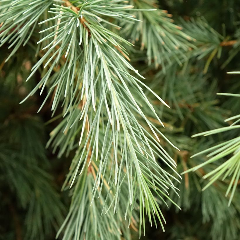 Himalajansetri Pendula (Lehvistö)