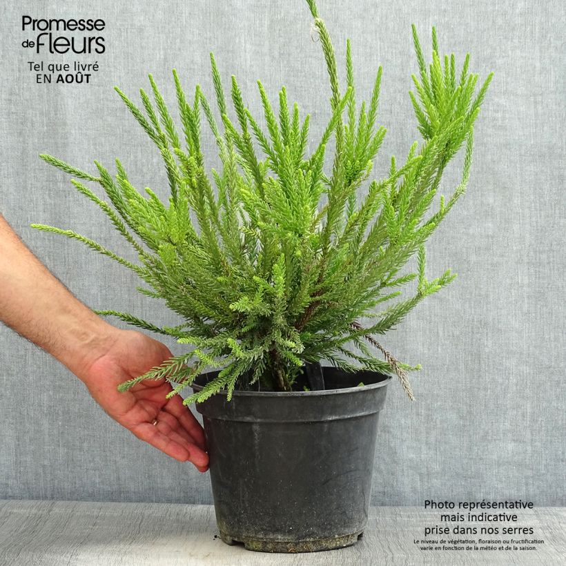 Esimerkki kesällä toimitetusta Sugi Araucarioides Ruukku 4L / 5L-taimesta