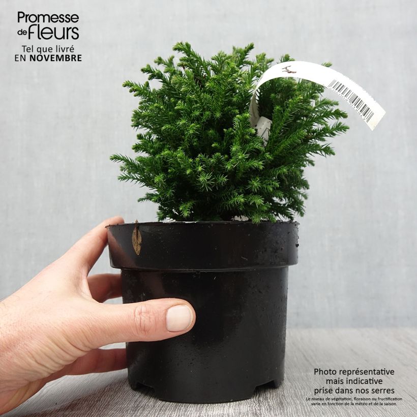 Esimerkki syksyllä toimitetusta Sugi Green Pearl 2 litran/3 litran ruukku-taimesta