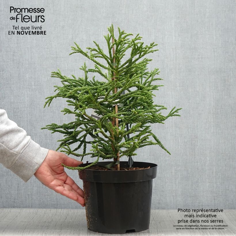 Esimerkki syksyllä toimitetusta Cryptomeria japonica Spiralis - Cèdre du Japon Pot de 4L/5L-taimesta
