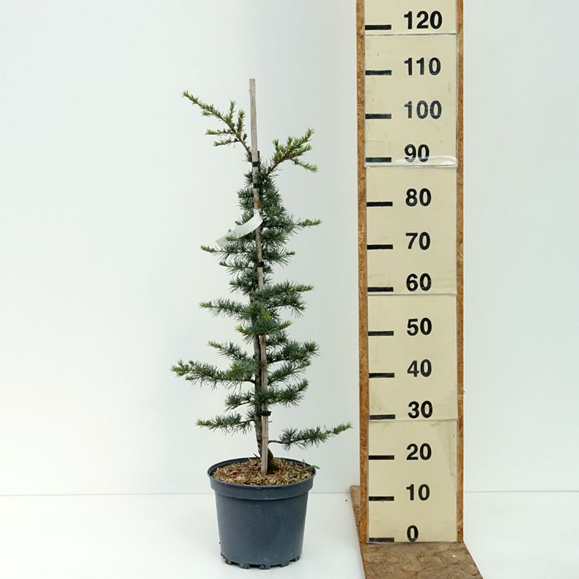 Esimerkki kesällä toimitetusta Libanoninseetri - Cedrus libani 7,5 litran / 10 litran ruukku, Pensas-taimesta