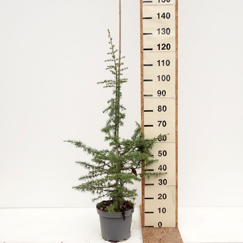 Esimerkki talvella toimitetusta Libanoninseetri - Cedrus libani Ruukku 7,5L / 10L, Tige-taimesta