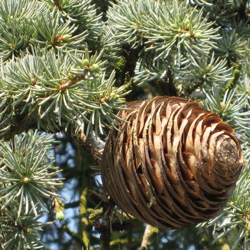 Libanoninseetri Glauca Pendula (Lehvistö)