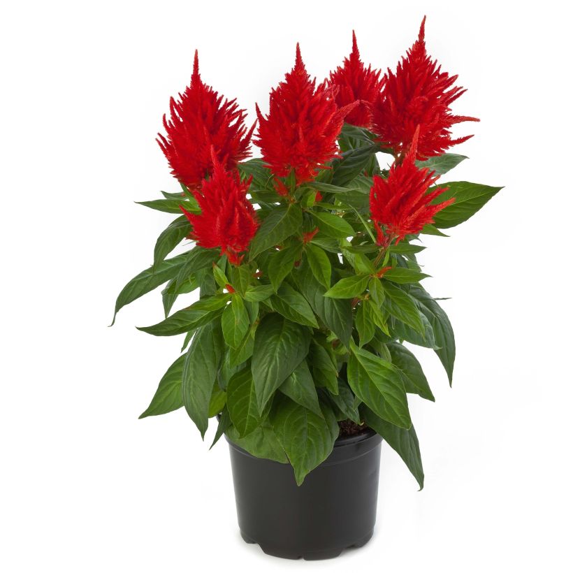 Kukonharja Kelos Fire Orange (Kukinta)