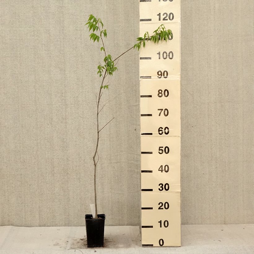 Esimerkki kesällä toimitetusta Euroopankeltis - Celtis australis 8/9 cm taimiruukku-taimesta