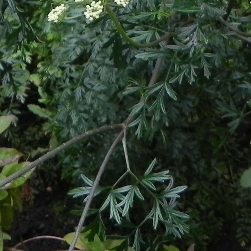 Tuholatva - Cenolophium denudatum (Lehvistö)