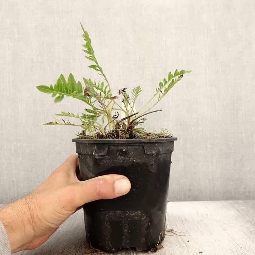Esimerkki syksyllä toimitetusta Kaunoki - Centaurea atropurpurea 2 litran/3 litran ruukku-taimesta