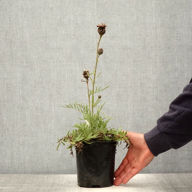 Esimerkki kesällä toimitetusta Kaunoki - Centaurea atropurpurea Pot de 2L/3L-taimesta