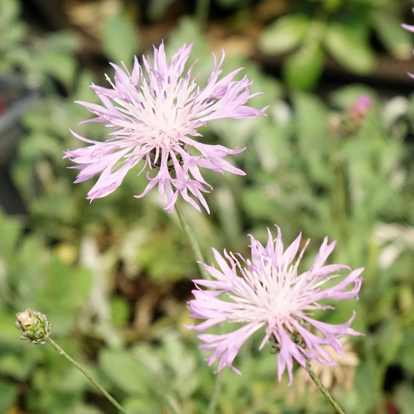 Mielikaunokki - Centaurea bella (Kukinta)