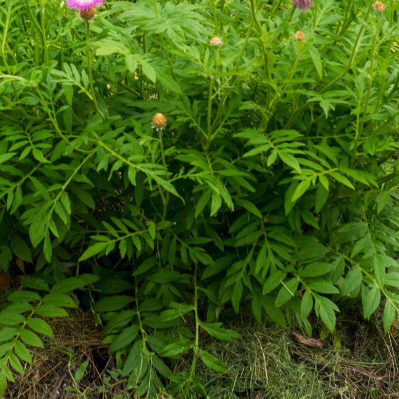 Huopakaunokki - Centaurea dealbata (Lehvistö)
