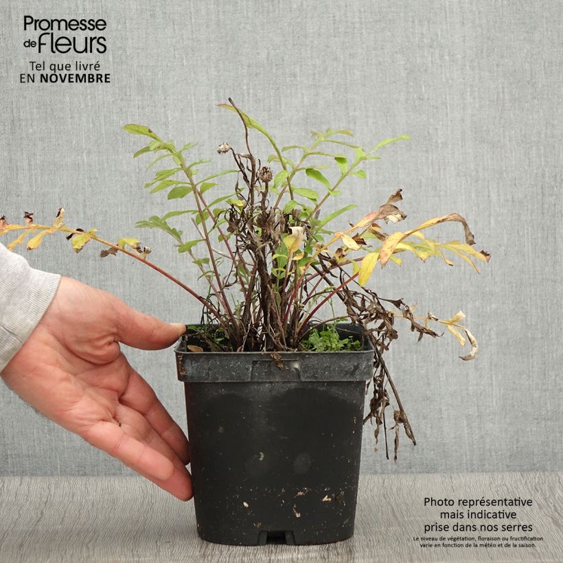 Esimerkki syksyllä toimitetusta Huopakaunokki - Centaurea dealbata 2 litran/3 litran ruukku-taimesta
