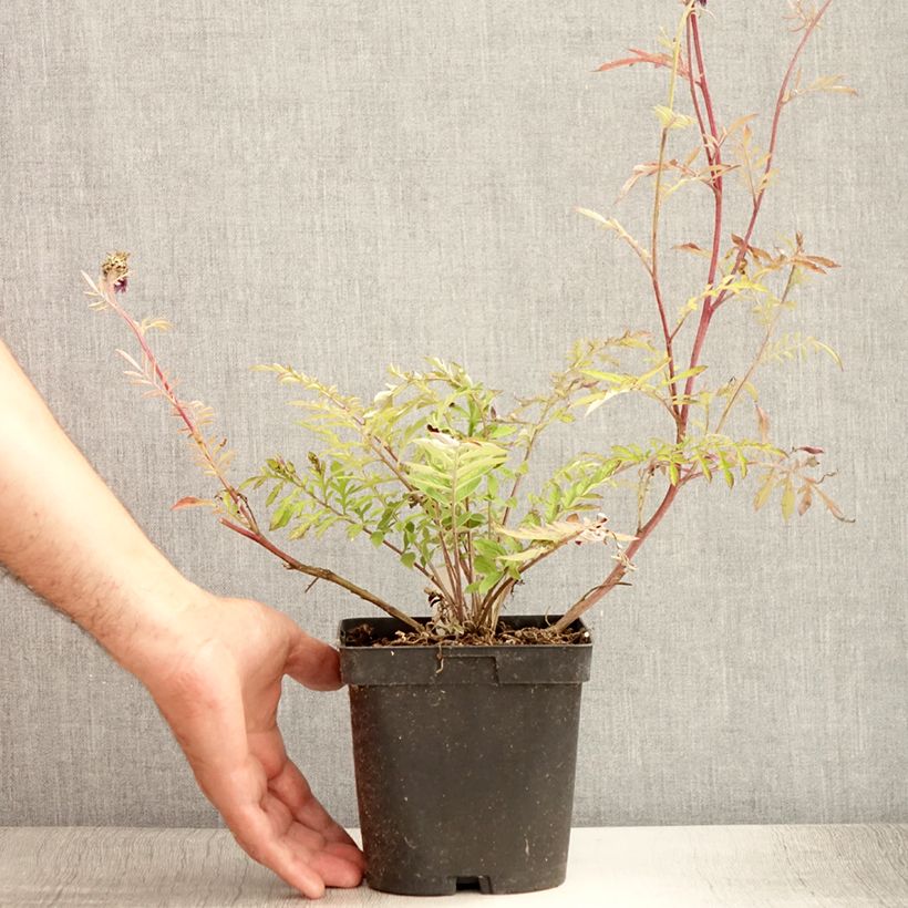 Esimerkki kesällä toimitetusta Huopakaunokki - Centaurea dealbata Pot de 2L/3L-taimesta