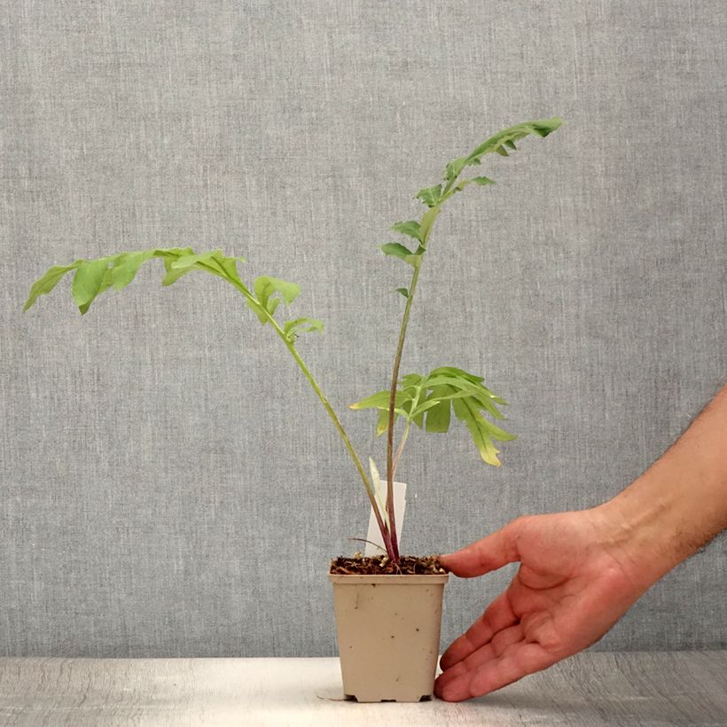 Esimerkki kesällä toimitetusta Huopakaunokki Stenbeergii Godet de 8/9 cm-taimesta