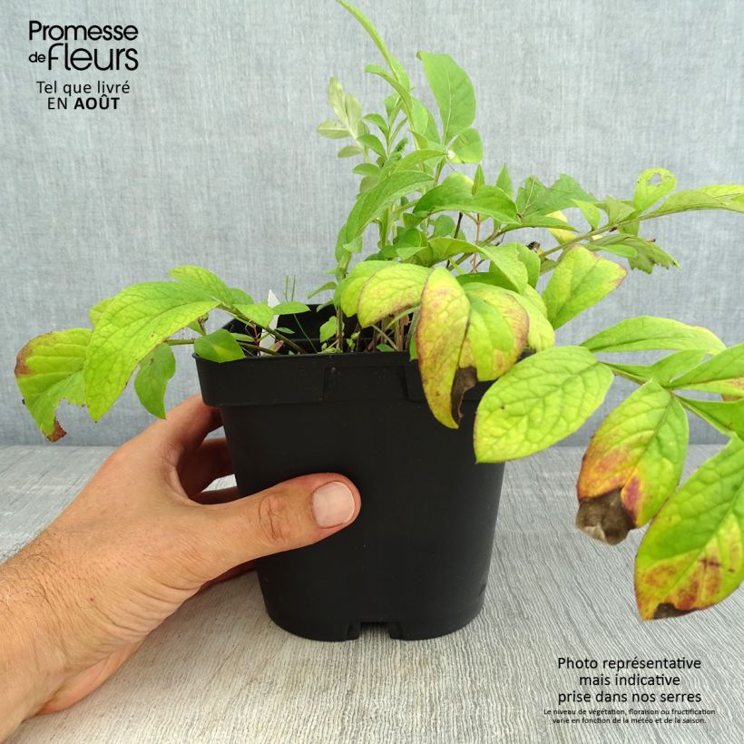 Esimerkki kesällä toimitetusta Huopakaunokki Stenbeergii Pot de 2L/3L-taimesta