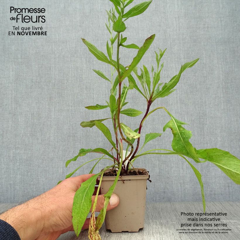 Esimerkki syksyllä toimitetusta Ahdekaunokki - Centaurea jacea 8/9 cm taimiruukku-taimesta