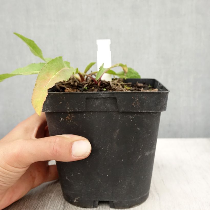 Esimerkki syksyllä toimitetusta Keltakaunokki - Centaurea macrocephala 2 litran/3 litran ruukku-taimesta