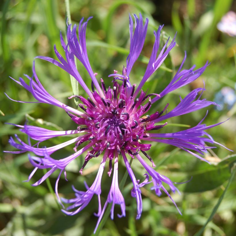 Vuorikaunokki Coerulea (Kukinta)