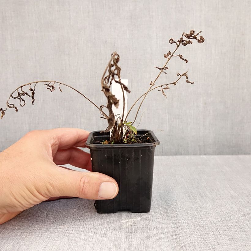 Esimerkki syksyllä toimitetusta Ternikaunokki - Centaurea ruthenica 8/9 cm taimiruukku-taimesta