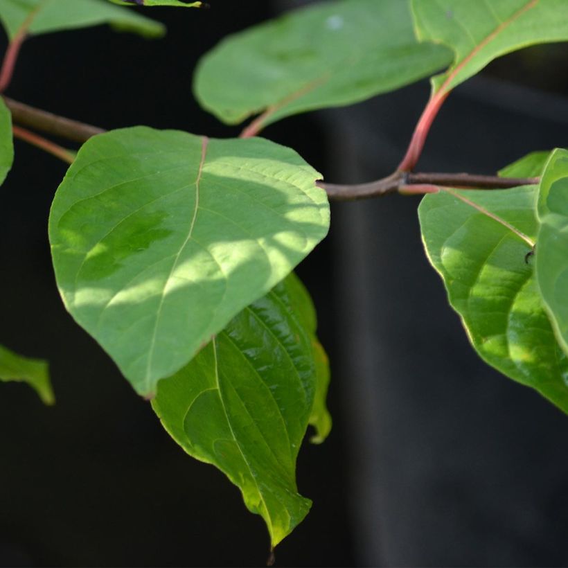 Nappipensas - Cephalanthus occidentalis (Lehvistö)