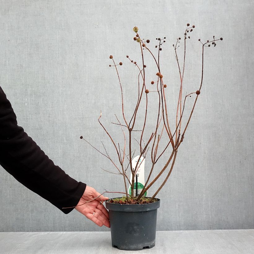 Esimerkki syksyllä toimitetusta Nappipensas - Cephalanthus occidentalis 3 litran/4 litran ruukku-taimesta