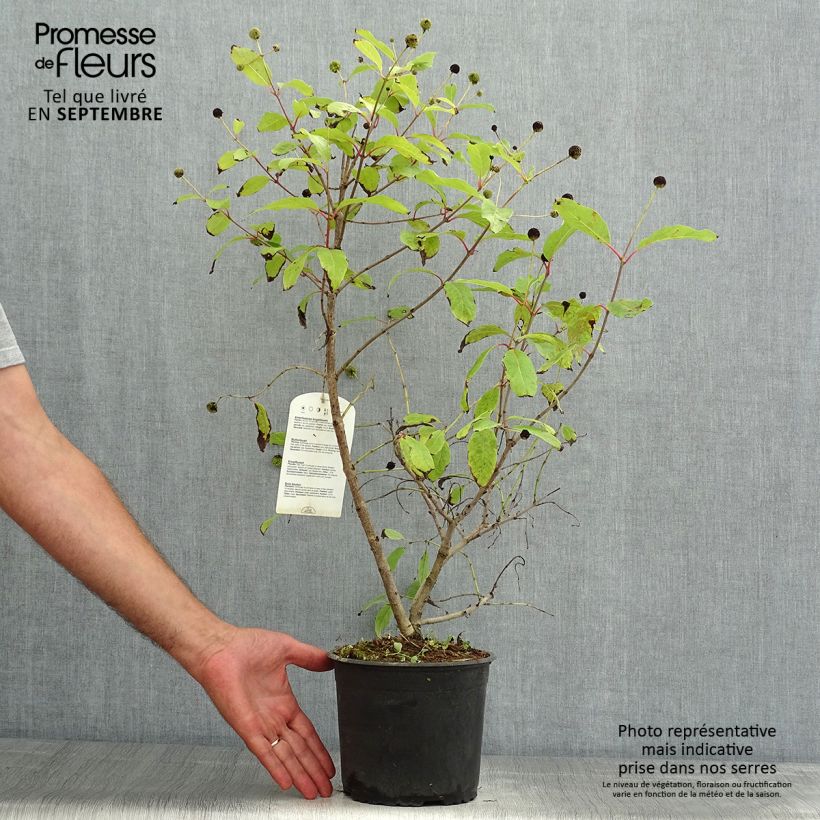 Esimerkki kesällä toimitetusta Nappipensas - Cephalanthus occidentalis Ruukku 3L / 4L-taimesta