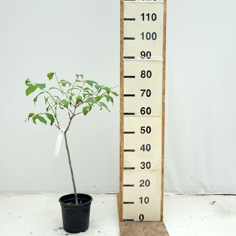 Esimerkki keväällä toimitetusta Nappipensas - Cephalanthus occidentalis Ruukku 3L / 4L, Tige-taimesta