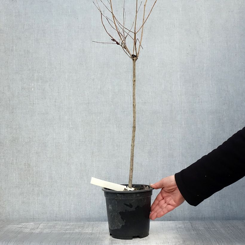 Esimerkki syksyllä toimitetusta Cephalanthus occidentalis - Bois-bouton Pot de 3L/4L, Tige, Tige de 50 cm-taimesta