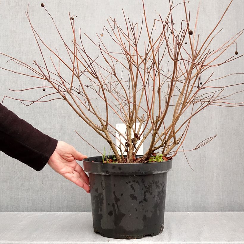 Esimerkki syksyllä toimitetusta Nappipensas - Cephalanthus occidentalis 7,5 litran / 10 litran ruukku-taimesta