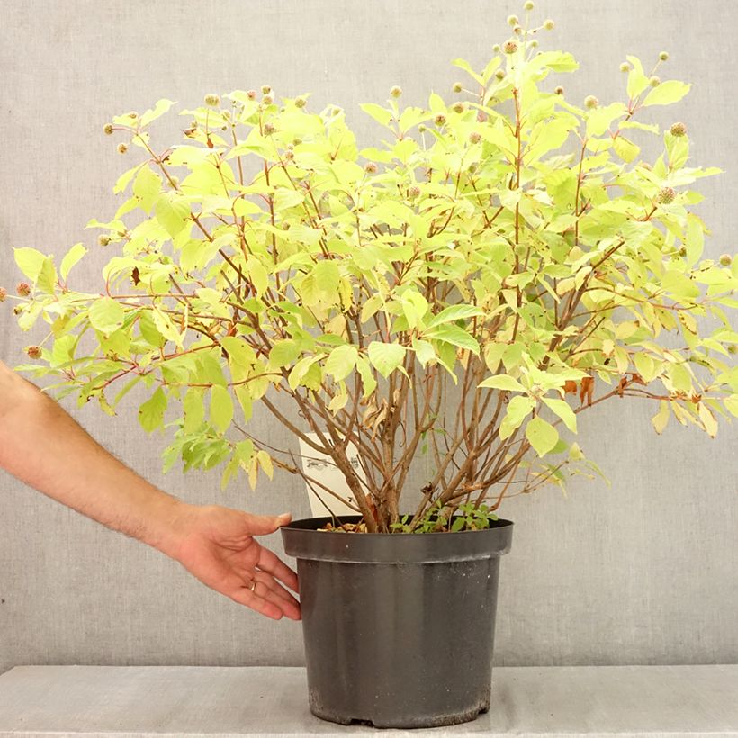 Esimerkki kesällä toimitetusta Nappipensas - Cephalanthus occidentalis Ruukku 7,5L / 10L-taimesta
