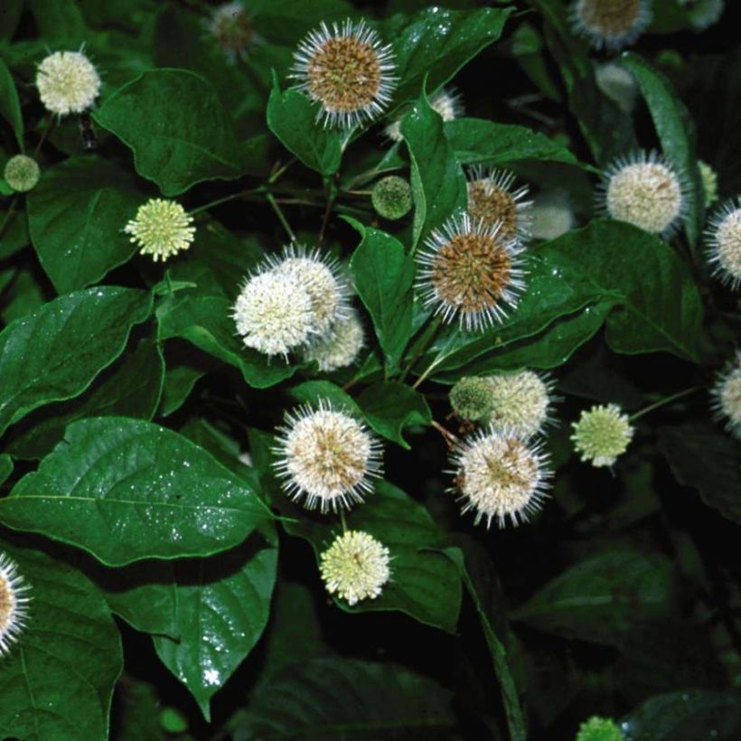 Nappipensas Fiber Optics (Kukinta)