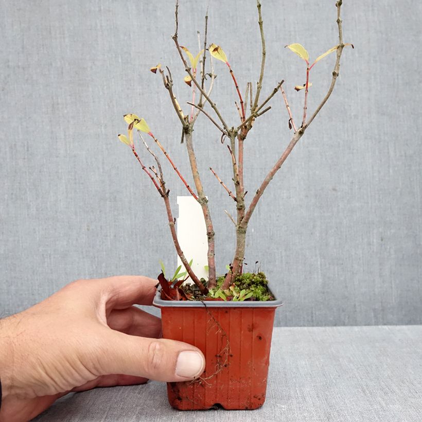 Esimerkki syksyllä toimitetusta Nappipensas Moonlight Fantasy 8/9 cm taimiruukku-taimesta