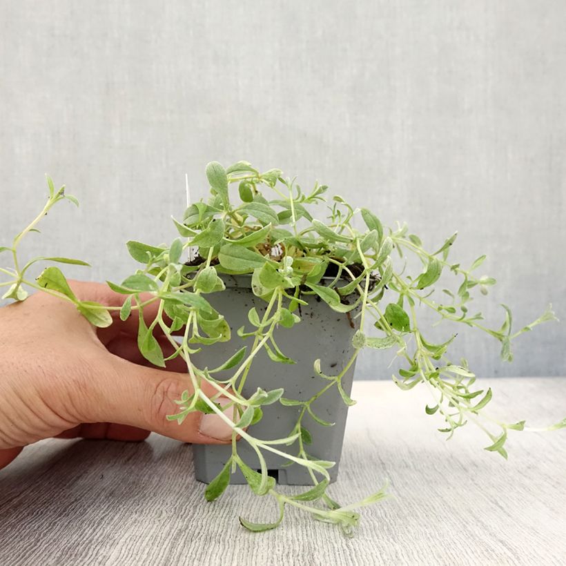 Esimerkki syksyllä toimitetusta Nukkahärkki - Cerastium biebersteinii 8/9 cm taimiruukku-taimesta