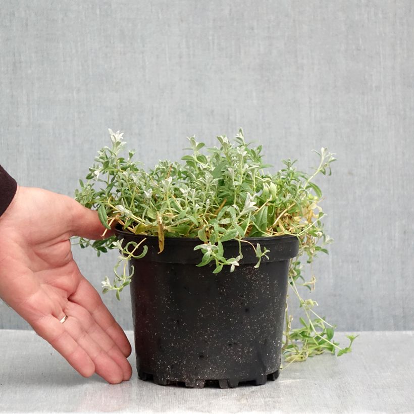 Esimerkki syksyllä toimitetusta Cerastium tomentosum var. columnae - Oreille de souris - Céraiste Columnae Pot de 2L/3L-taimesta