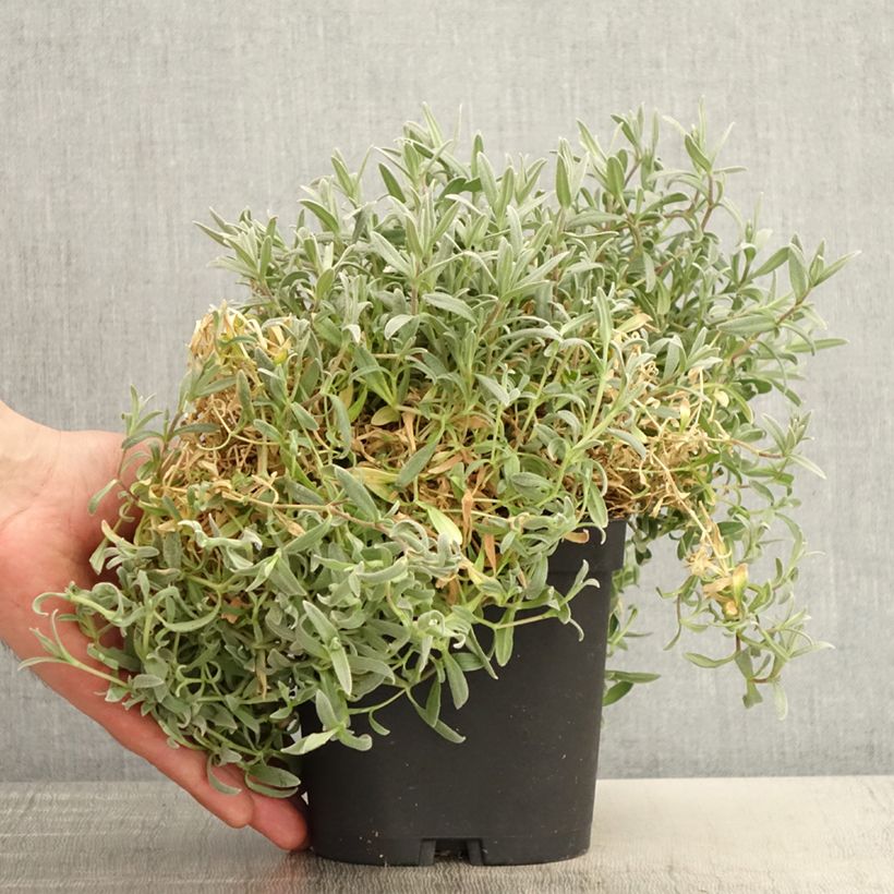 Esimerkki keväällä toimitetusta Hopeahärkki var columnae Pot de 2L/3L-taimesta