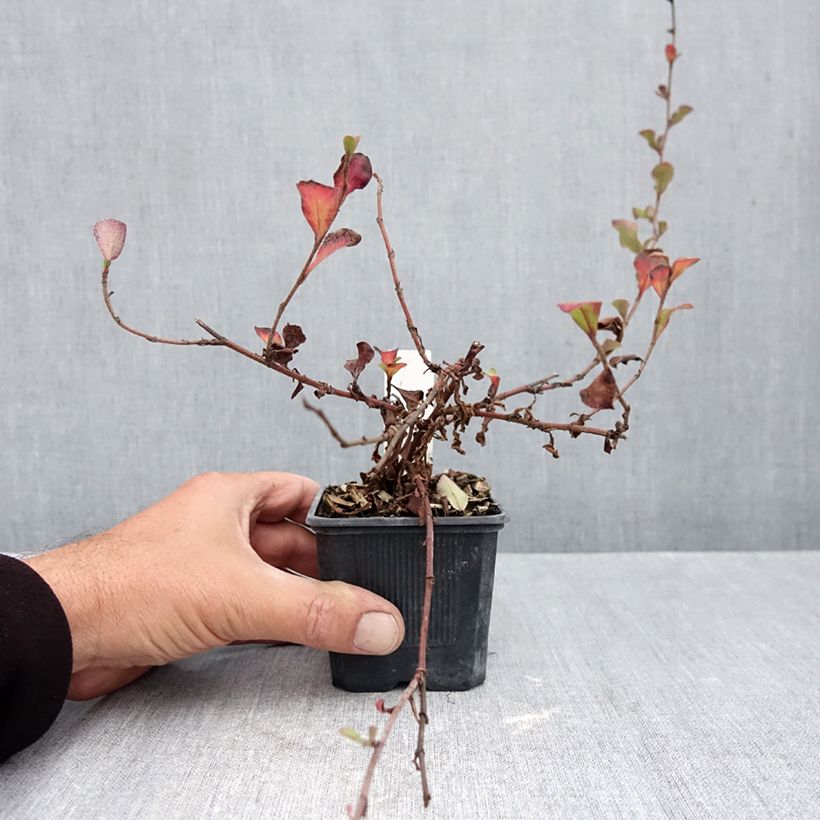 Esimerkki syksyllä toimitetusta Siniko - Ceratostigma griffithii 8/9 cm taimiruukku-taimesta