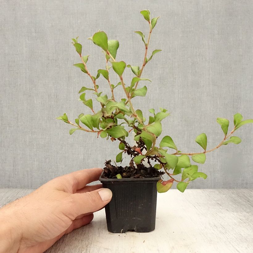 Esimerkki kesällä toimitetusta Siniko - Ceratostigma griffithii Godet de 8/9 cm-taimesta