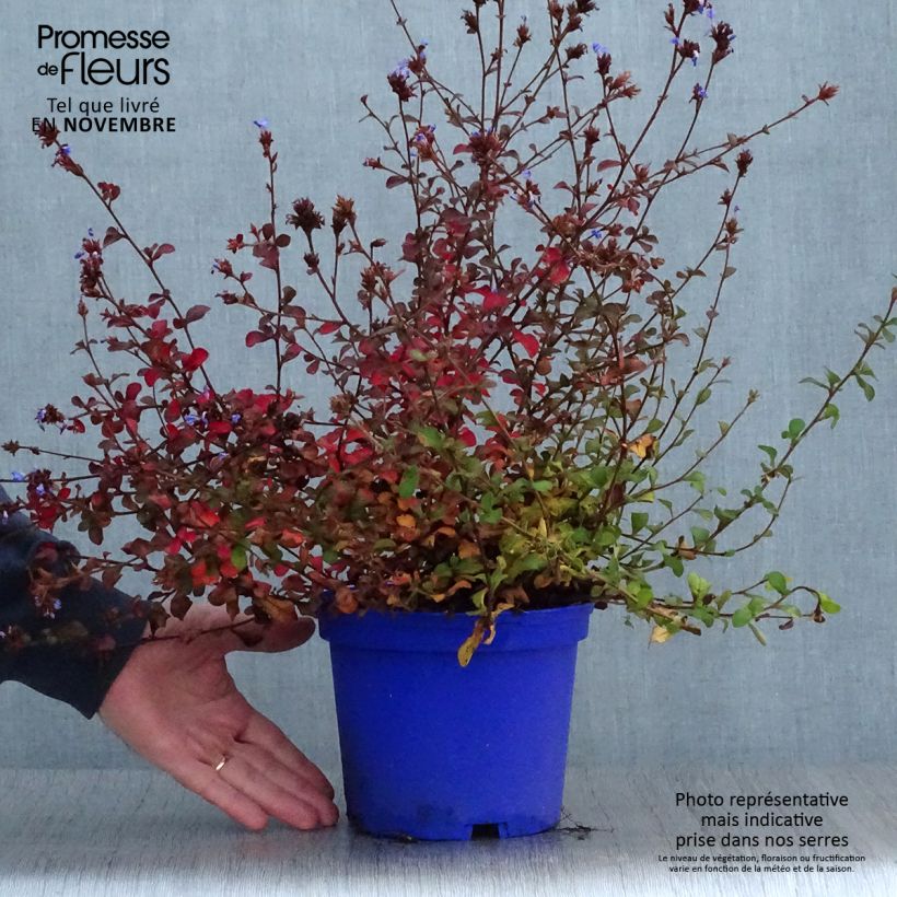 Esimerkki syksyllä toimitetusta Siniko - Ceratostigma griffithii 2 litran/3 litran ruukku-taimesta