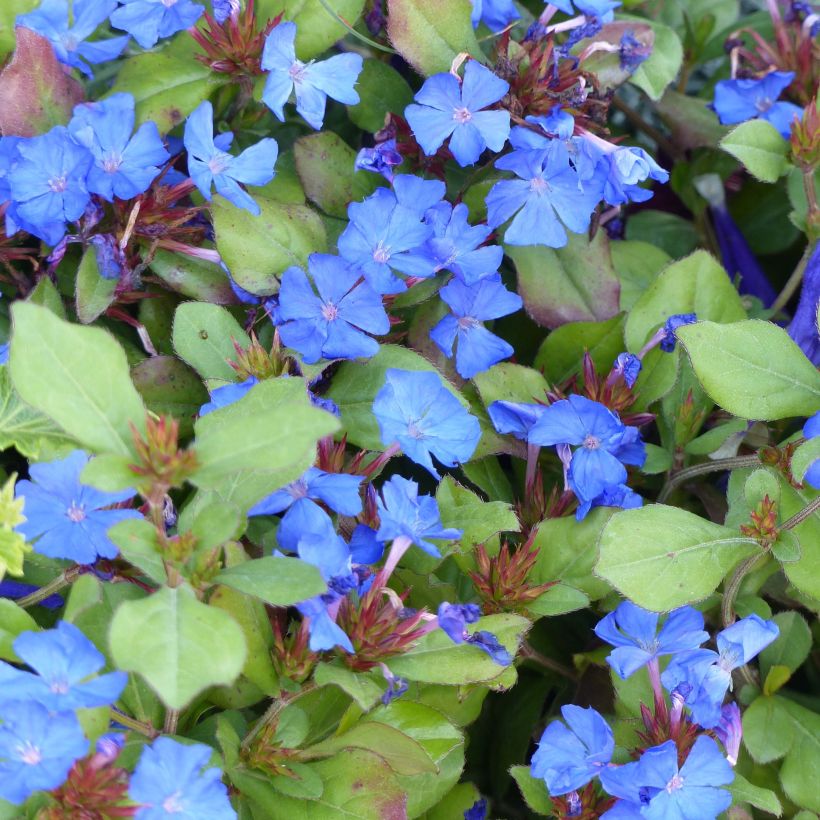 Kalliosinikko - Ceratostigma plumbaginoides (Kukinta)
